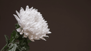 5 Unique Celebrations of Life in Honour of Your Loved One